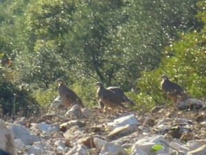 Greek-Mountain-Hunting9
